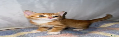 Nik