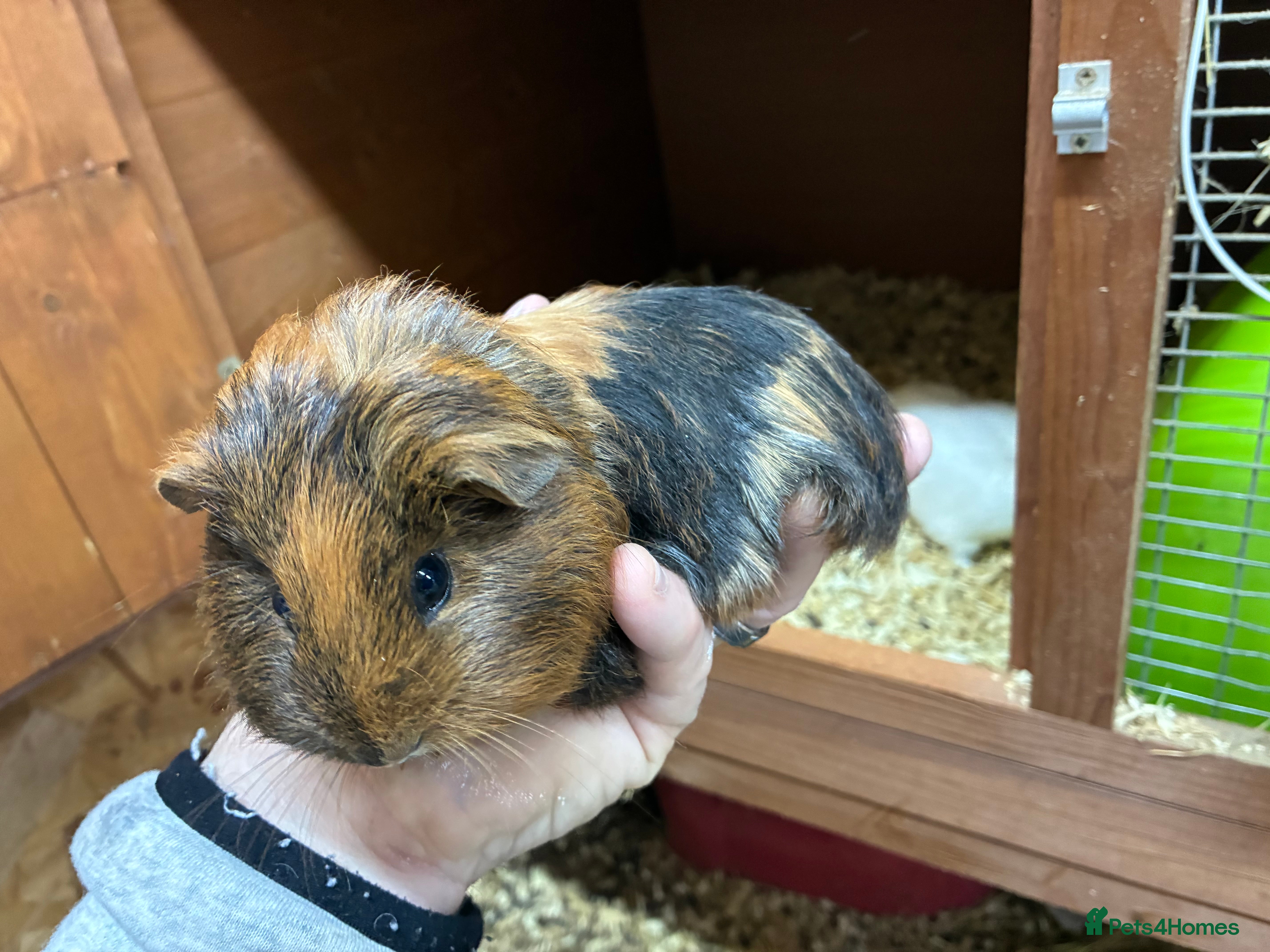 Mixed Breed rodents Baby Sow/Girl boar/boys Guinea pigs - Advert 10