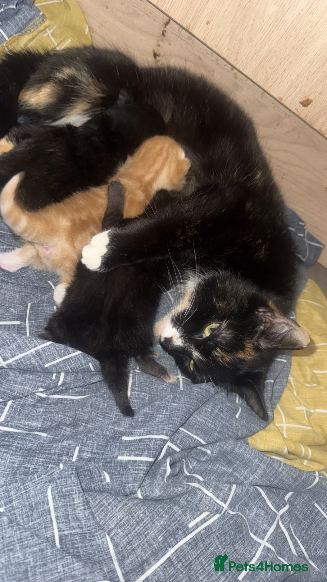 Mixed Breed cats for sale: Female kitten  - Advert 5