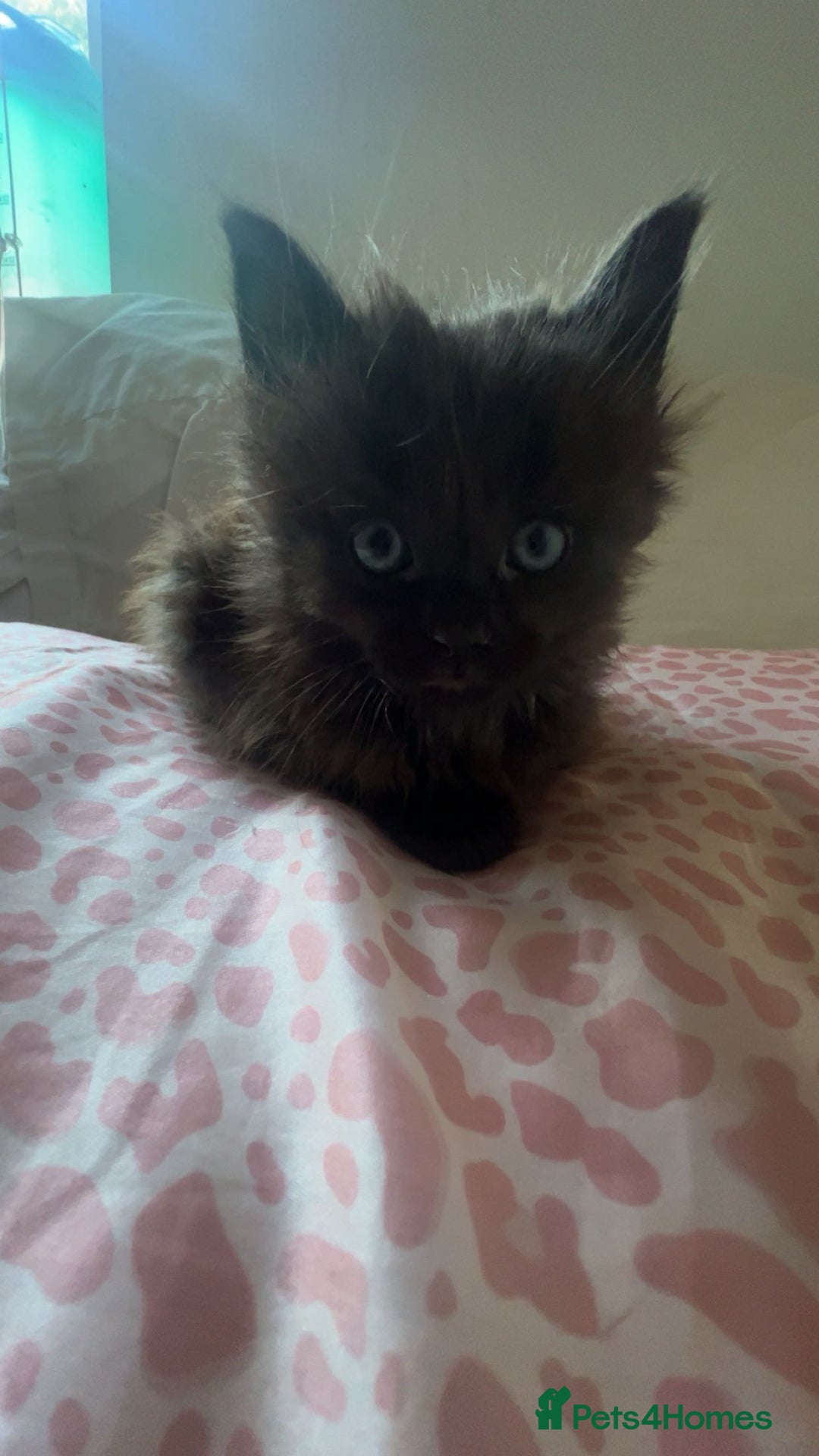 British Longhair cats for sale: 1 male and 1 female 15 week old kittens - Image 14