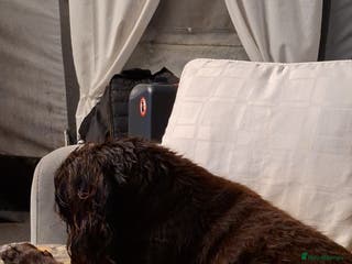 Cocker Spaniel dogs Gorgeous Guys & Gal - Advert 3