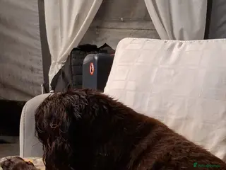 Cocker Spaniel dogs Gorgeous Guys & Gal - Advert 16