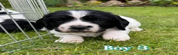 English Springer Spaniel dogs for sale: Beautiful English Springer Spaniel Puppies - Advert 5