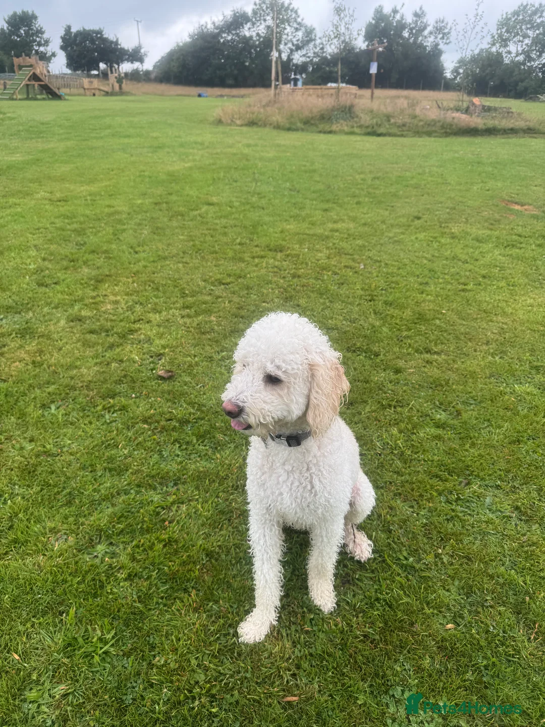 Cavachon dogs for sale: Apricot Cavapoochon - Juno - Advert 6