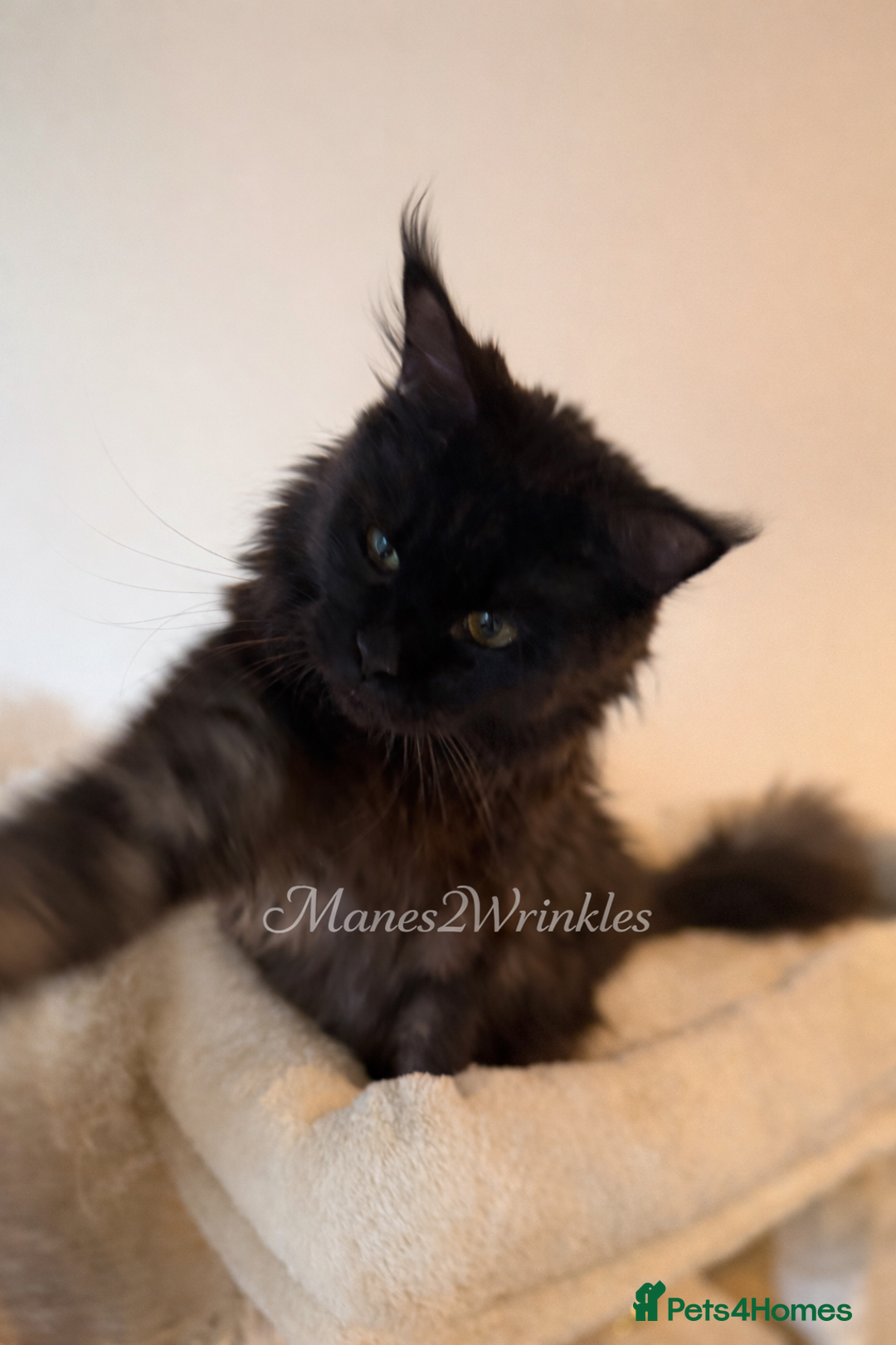 Maine Coon cats for sale: Pure Mainecoons - Advert 7