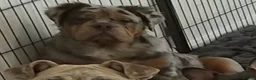Olde English Bulldogge dogs for sale: Olde english fluffy mammut in Middlesbrough - Advert 3