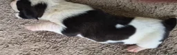 Mixed Breed dogs for sale: Puppies for sale - Advert 10