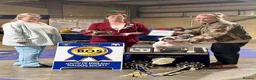English Bulldog dogs for sale: Double CRUFTS winners bred bulldog puppies  - Advert 10
