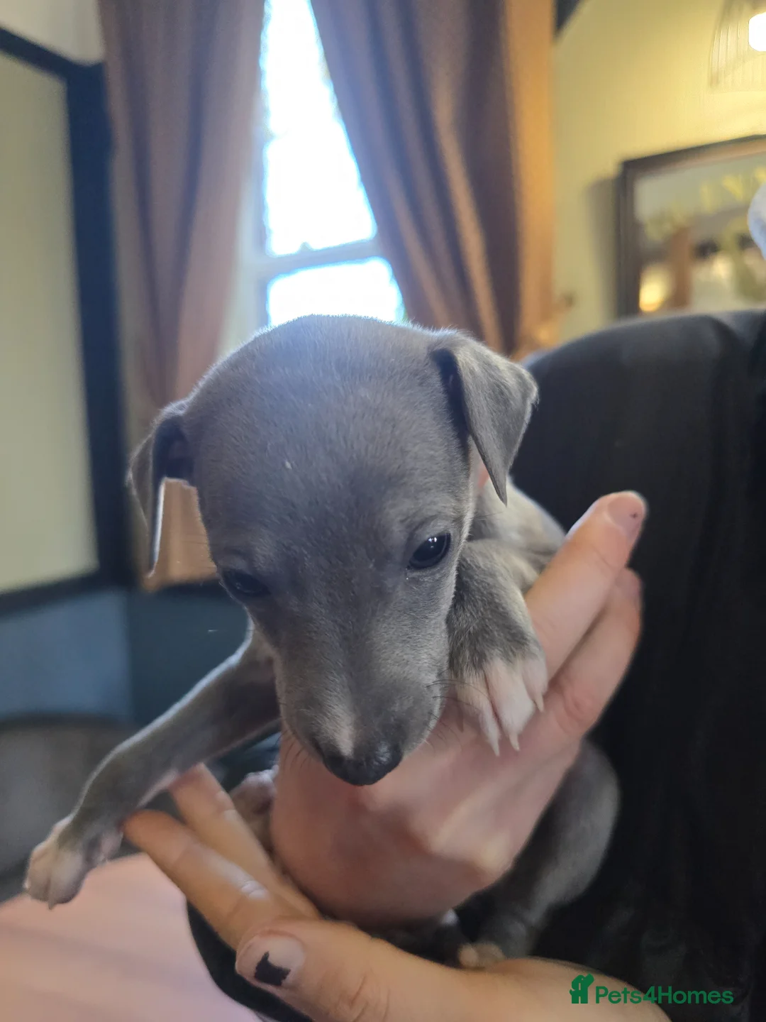 Mixed Breed dogs for sale: Wiggy puppies-Italian Greyhound x Whippet in Halifax - Advert 1