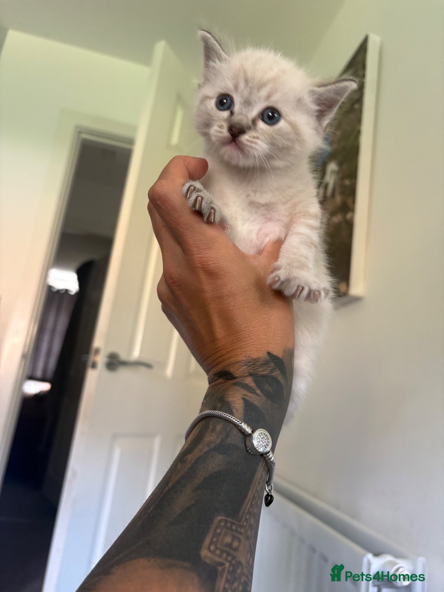 Ragdoll cats RAGDOLL X KITTENS FOR SALE - Advert 1
