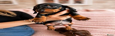 Miniature Dachshund Puppy 1 black & tan 