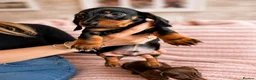Miniature Dachshund dogs for sale: READY NOW!! Beautiful Miniature Dachshund Puppies - Advert 8