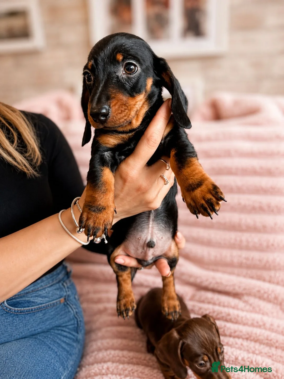 Miniature Dachshund dogs for sale: READY NOW!! Beautiful Miniature Dachshund Puppies - Advert 8