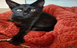 Domestic Shorthair cats for sale: Confident and affectionate kitten - Image 3