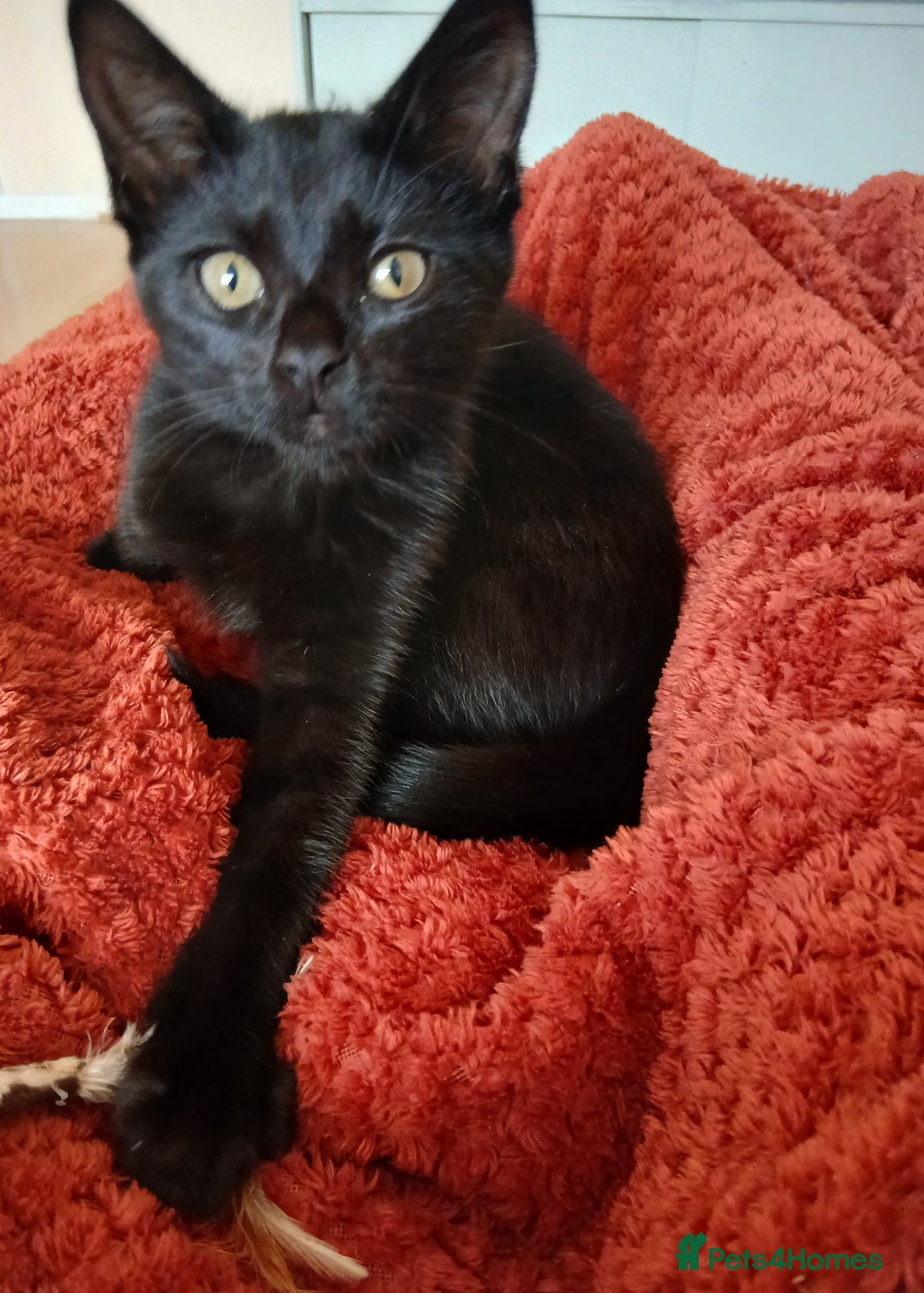 Domestic Shorthair cats for sale: Confident and affectionate kitten - Image 3