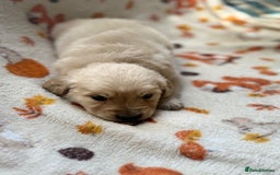 Golden Retriever dogs for sale: 🐾 Adorable 5-Week-Old Golden Retriever Puppies 🐾 - Image 5