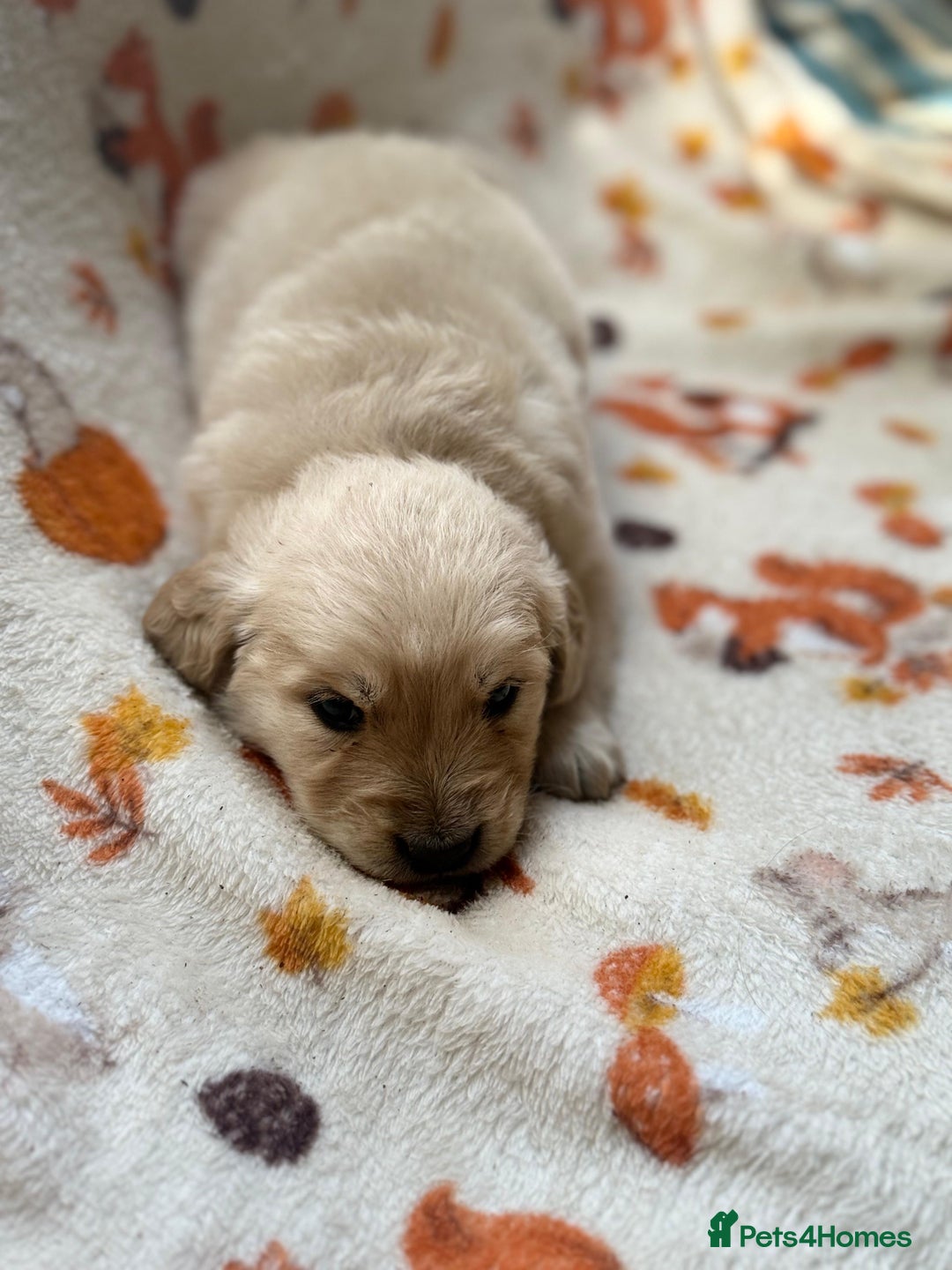 Golden Retriever dogs for sale: 🐾 Adorable 5-Week-Old Golden Retriever Puppies 🐾 - Image 5