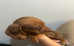 Miniature Dachshund dogs for sale: Gorgeous Miniature Dachshunds - Image 17