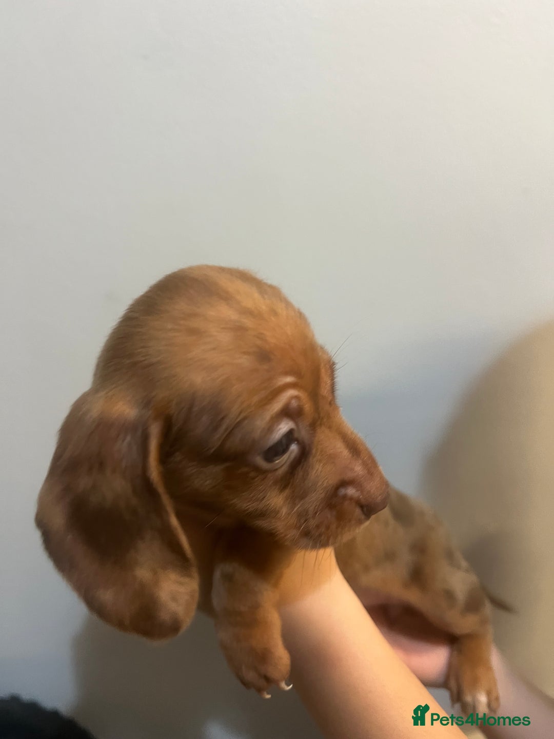 Miniature Dachshund dogs for sale: Gorgeous Miniature Dachshunds - Image 17
