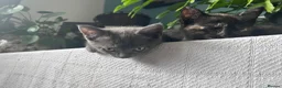 Mixed Breed cats for sale: Sweet sociable kittens - Advert 10