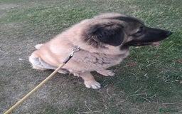 Caucasian Shepherd Dog dogs for sale: Caucasian Shepherd Female 1 Year and 10 months - Image 10