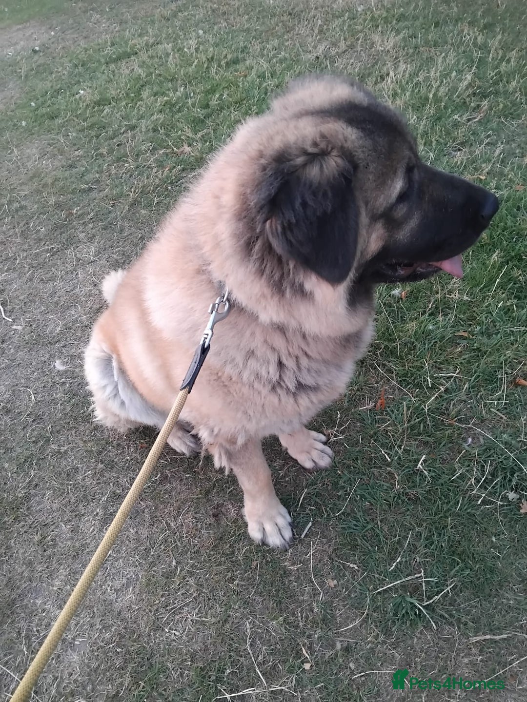 Caucasian Shepherd Dog dogs for sale: Caucasian Shepherd Female 1 Year and 10 months - Image 10