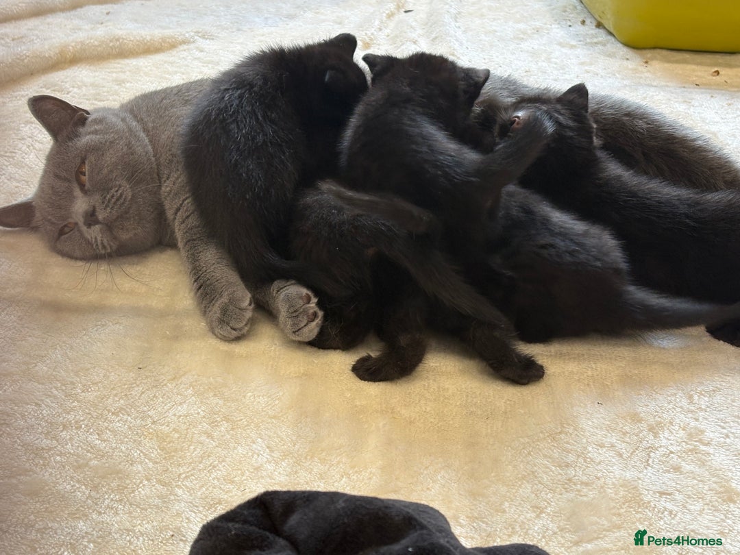 British Shorthair cats for sale: British shorthair cross kittens - Image 5