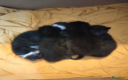 Bengal cats for sale: 3 male cross bengals - Image 6