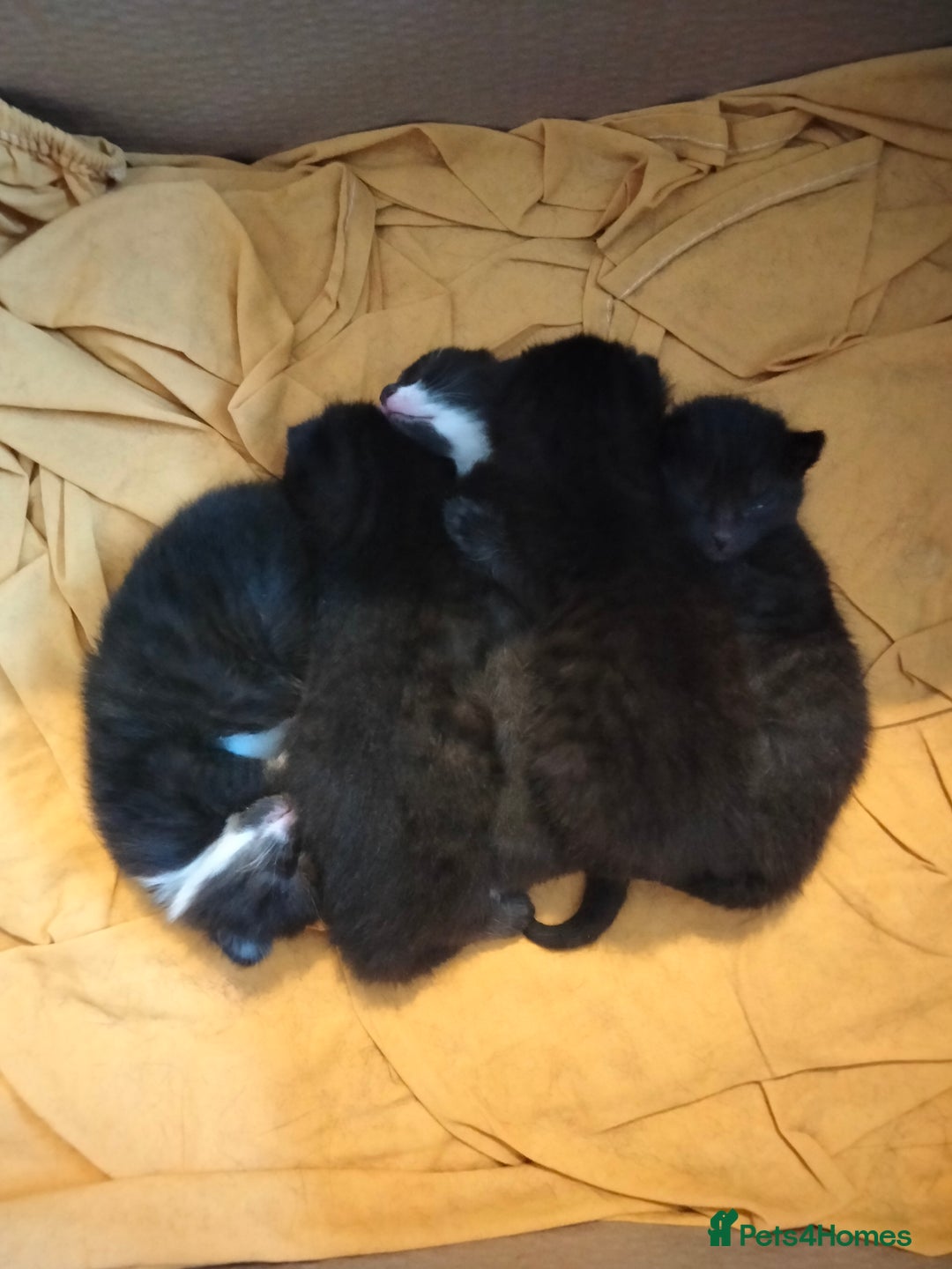 Bengal cats for sale: 3 male cross bengals - Image 6