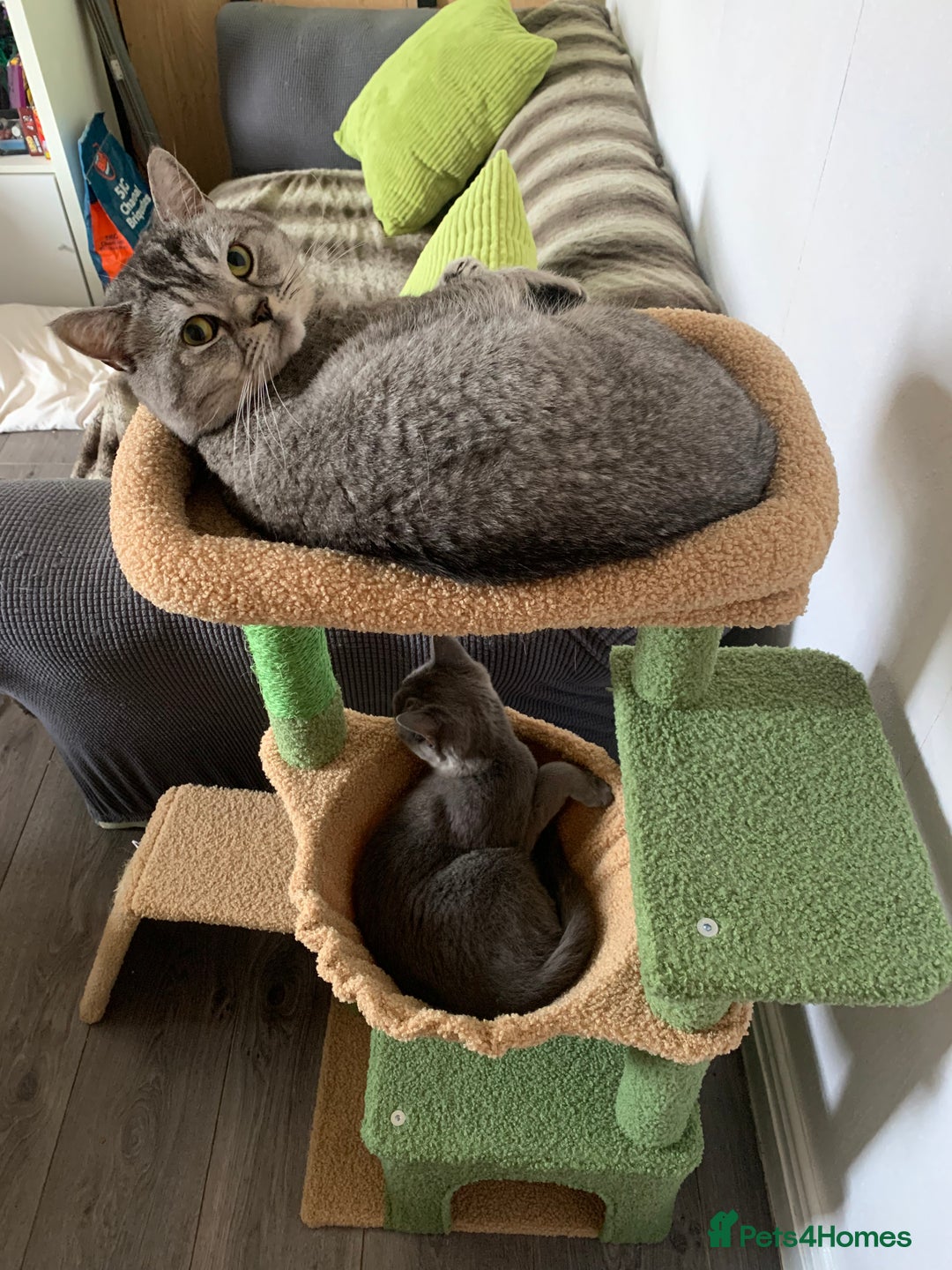 British Shorthair cats for sale: British shorthair kittens  - Image 12