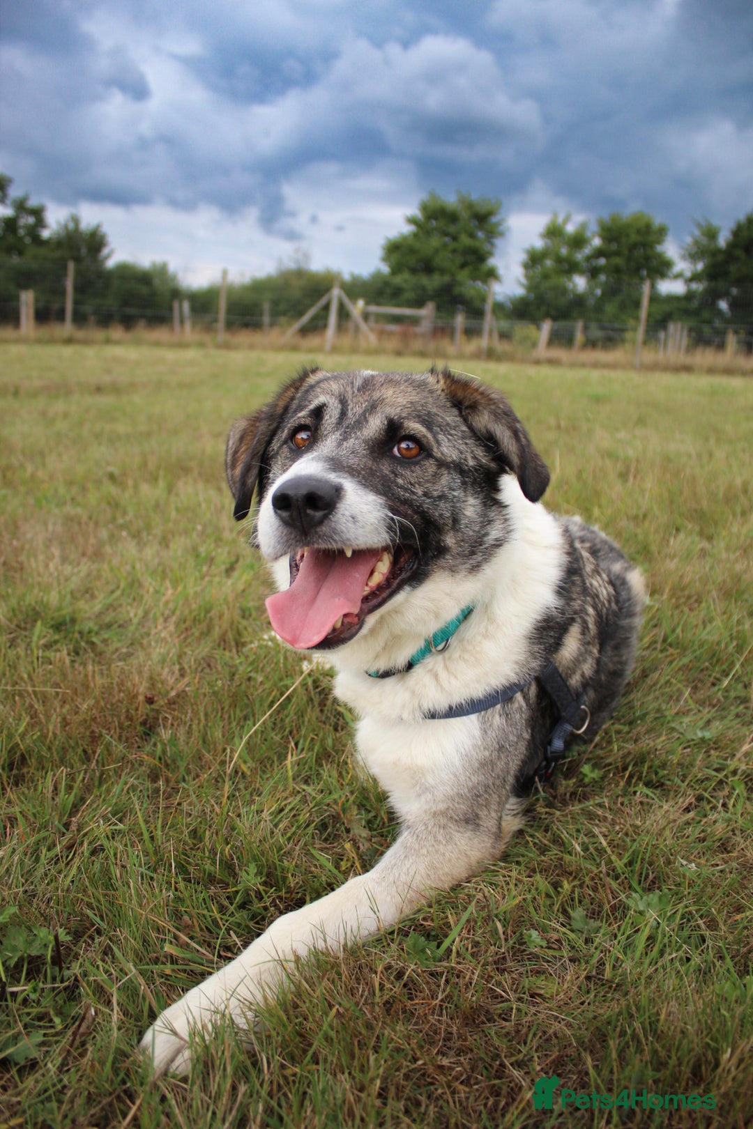 Mixed Breed dogs for adoption: 3 legged Theo is looking for his forever family! - Image 2