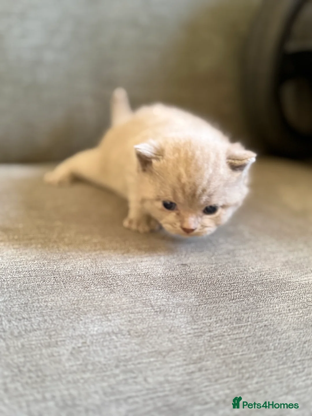 British Shorthair cats for sale: British shothair cute kittens  - Advert 27