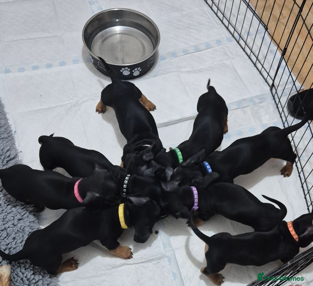 Dachshund dogs for sale: Miniature Dachshund puppies ready for forever home - Advert 6