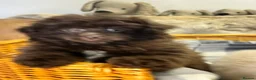Pomapoo dogs for sale: Fluffy Pomapoos  - Advert 2