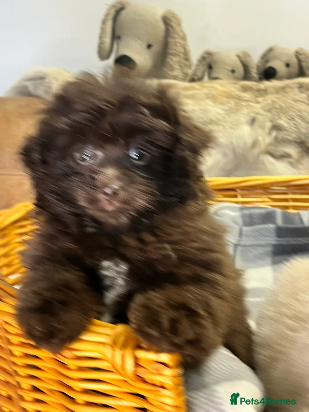 Pomapoo dogs for sale: Fluffy Pomapoos  - Advert 2