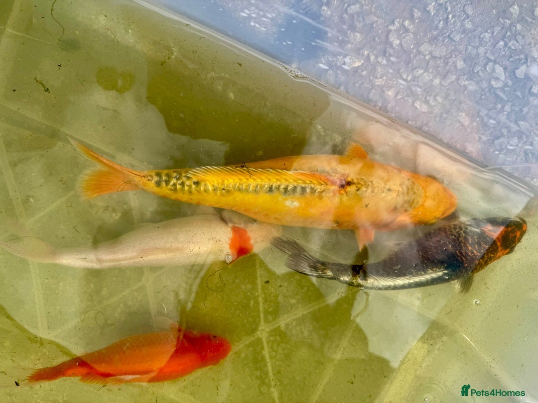 Koi Carp fish for sale: Koi for Sale - Image 3