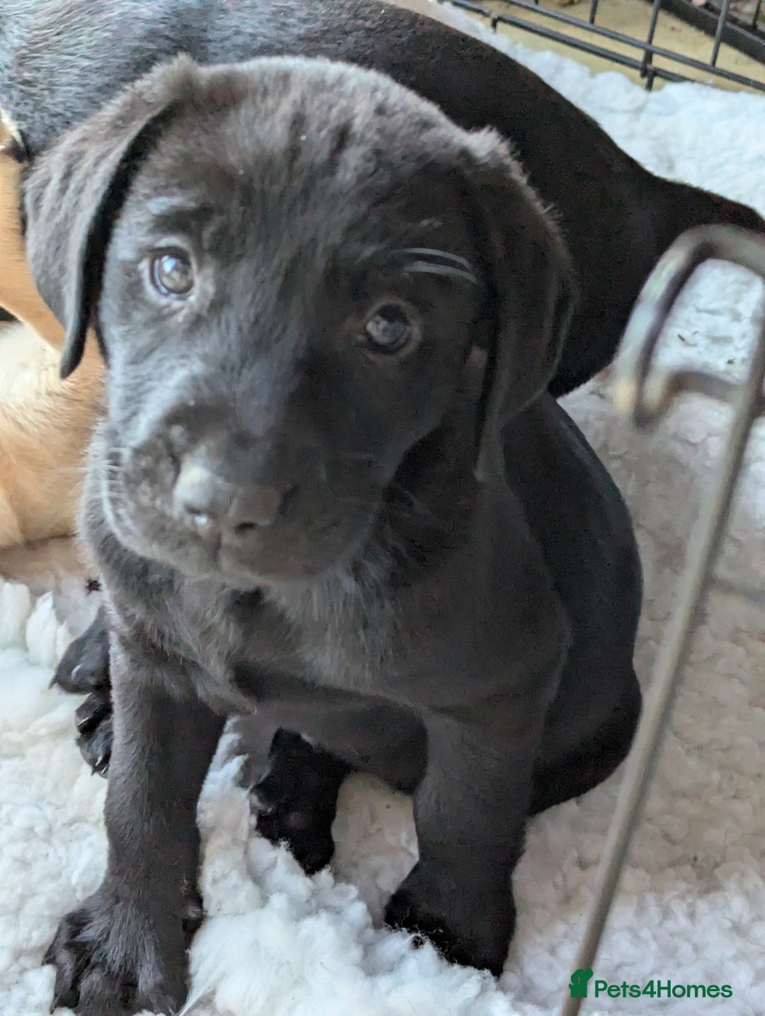Labrador Retriever dogs for sale: 7 K C registered Chunky Labrador puppies  - Advert 15