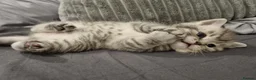 British Shorthair cats for sale: Stunning British Shorthair Kittens  - Advert 11