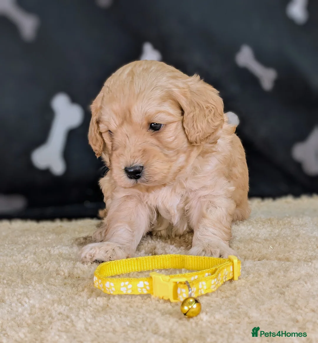 Cavachon dogs for sale: 🐾 3 Little Gentlemen Seeking Their Forever Sofas! - Advert 1