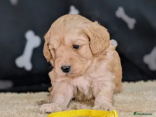 Cavachon dogs 🐾 3 Little Gentlemen Seeking Their Forever Sofas! - Advert 1