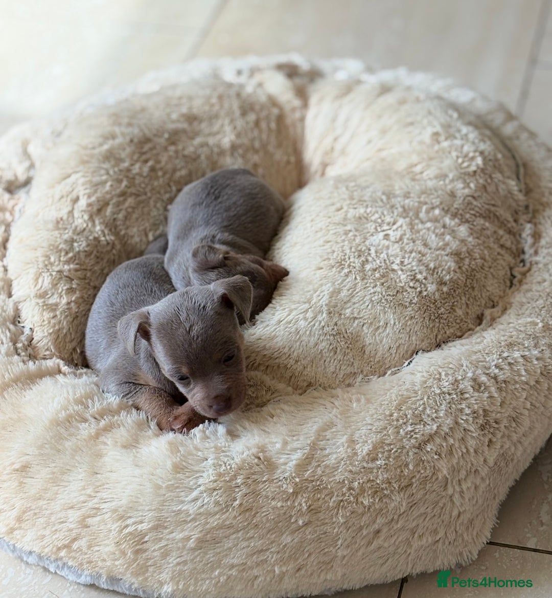 Jack Russell dogs for sale: Jack Russell’s lilac and Tan.  - Image 11