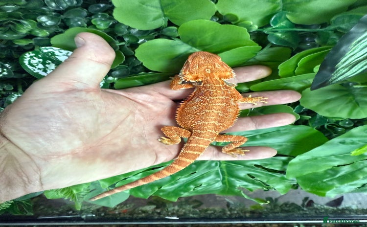 Bearded Dragon reptiles - Advert 1