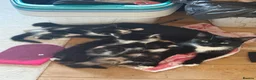 Domestic Shorthair cats for sale: 4 Domestic Shorthair Kittens   - Advert 4