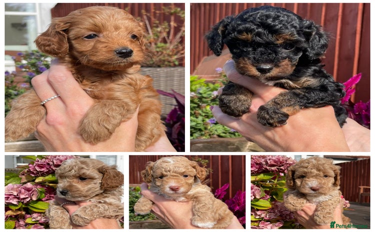 Cockapoo dogs - Advert 1