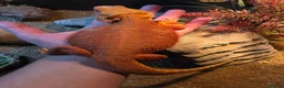 Bearded Dragon reptiles for sale: Hypo red/orange bearded dragon  in Thornton-Cleveleys - Advert 3