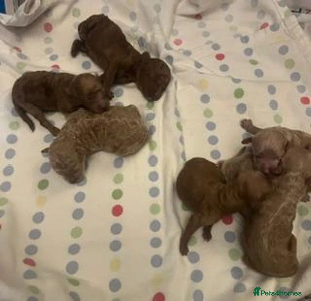 Toy Poodle dogs for sale: lyncham toy poodles - Advert 2