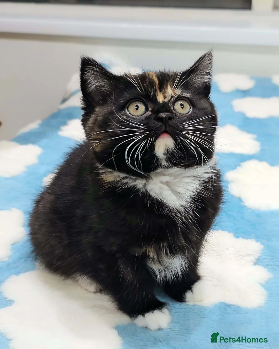 British Shorthair cats for sale: Last Available Calico Girl – Unique & Sweet Nature - Advert 16