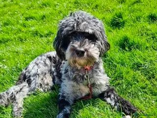 Cockapoo dogs Adorable F1b Cockapoo Pups Amazing Colours in Saint Helens - Advert 1