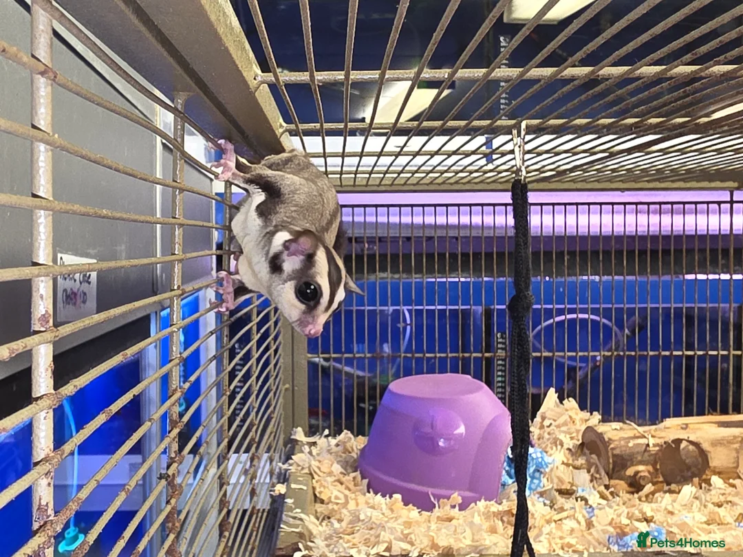 Sugar Glider rodents for sale: Sugar Glider Group - Parents and Offspring - Advert 1