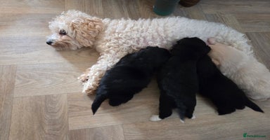 Mixed Breed dogs - Advert 2